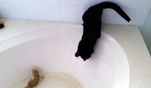Un chat panique complètement lorsqu'il tombe dans un bain !