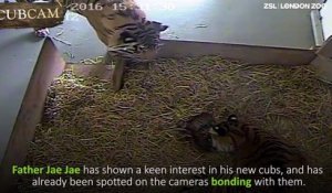 Naissance de bébés tigres dans ce zoo