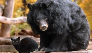 Une amitié totalement improbable entre un ours et un chat