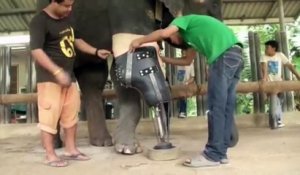 Grâce à une prothèse, un éléphant peut à nouveau marcher