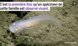 Un poisson translucide observé vivant pour la première fois dans les abysses