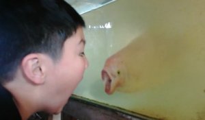 Un poisson imite les grimaces d'un petit garçon