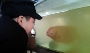 Ce poisson dans un aquarium imite un enfant qui fait des grimaces !