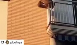 Un chien bloqué en plein soleil sur un balcon saute pour survivre