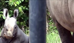 Zoo d'Amnéville: naissance rarissime d'un rhinocéros blanc