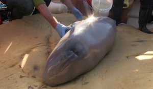 Ces marins sauvent un bébé Béluga échoué sur une plage