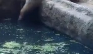 Un ours sauve un corbeau de la noyade