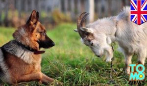 Les chèvres aussi intelligentes que les chiens?