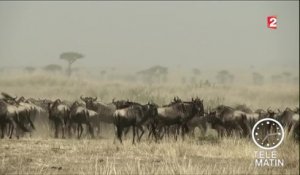 Migration : dans les plaines du Serengeti