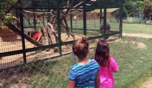 Un singe lance ses excréments sur une petite fille dans un zoo