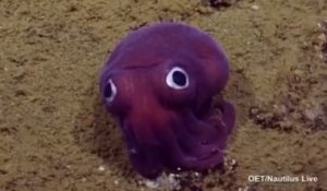 Cette pieuvre violette fait hurler de rire les scientifiques