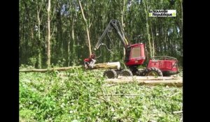 VIDEO. Châteauroux : 2.200 peupliers abattus à la peupleraie