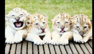 Un lion blanc et une tigresse blanche ont donné naissance à des bébés… Les images sont époustouflantes !