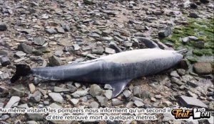 Sauvetage d'un dauphin sur le port de Cancal.