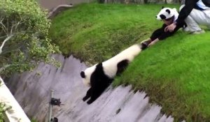 Le panda ivre, rattrapé par ses soigneurs eux-mêmes déguisés en...pandas