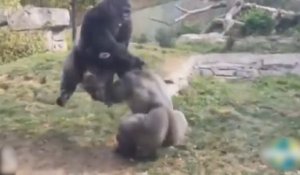 2 monstrueux gorilles se combattent violemment !