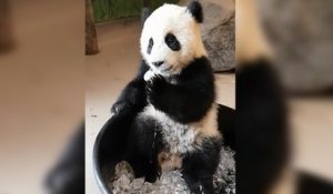 Un panda s'amuse avec des glaçons