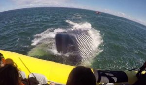 Québec : une baleine passe sous un bateau de touristes