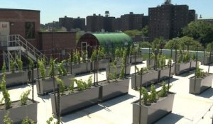 Un premier vignoble sur un toit de New York
