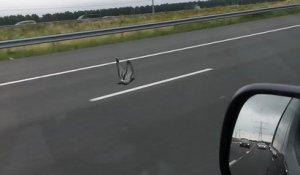 Un pigeon vole à côté des automobilistes sur une autoroute