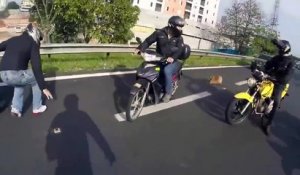 Les motards sont des gars cool... Regardez les sauver ce chien au milieu de la route