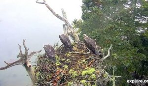 Un groupe d'aigles attaque un nid d'oiseau... Violent