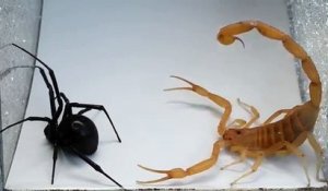 Scorpion VS araignée - Combat impressionnant