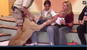 Un lion se jette sur une petite fille à la télévision mexicaine (vidéo)