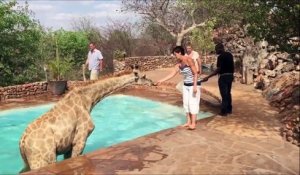 Une girafe retrouvée dans la piscine d'un lodge en Namibie