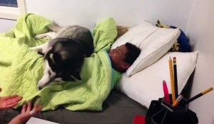 Cet husky n'aime pas qu'on réveille son maître. Regardez ce qu'il fait quand on touche à la couverture