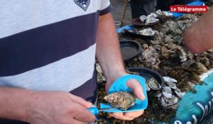 Surzur (56). 400 kg d'huîtres ouverts : la meilleure technique !