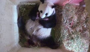 Naissance à Vienne de 2 pandas jumeaux conçus naturellement