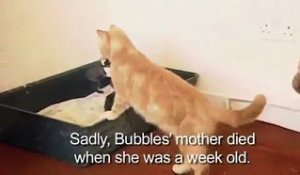 Il Decouvre Ce Que Son Chat Avait Dans Le Collier Et La Tout Change Sur Orange Videos