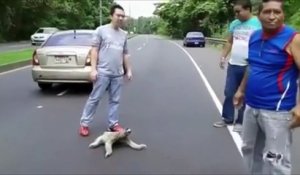 Bloqué au milieu de la route, un paresseux reçoit l'aide des automobilistes !