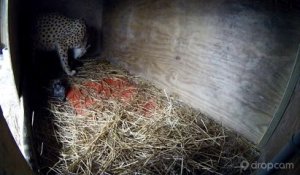 Une caméra de surveillance filme l'accouchement de cette femelle guépard. Ce qu'elle capture 6 heures plus tard...
