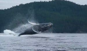 Des baleines à bosse paradent devant des touristes