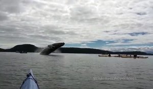 Quand une baleine et son baleineau sautent au milieu des kayakistes !