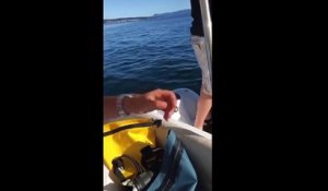 Attaqué par des orques, un phoque se réfugie sur un bateau de plaisance
