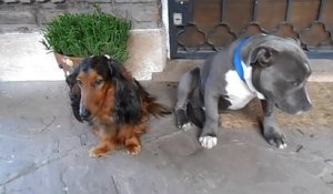 Un Pitbull coupable d'une bêtise se cache derrière un autre chien