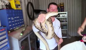 Un python étrangle un homme qui voulait le capturer