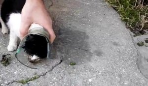 Un chaton la tête coincée dans un bocal