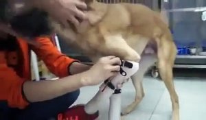 La nouvelle maîtresse de ce chien amputé des pattes avant, a aussi perdu ses jambes !