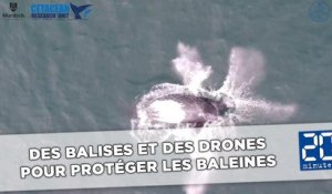 Des balises et des drones pour protéger les baleines