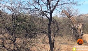 Cette girafe fait tout ce qu'elle peut contre des lions qui attaquent son petit