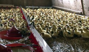 Reprise du foie gras sous grandes protections sanitaires