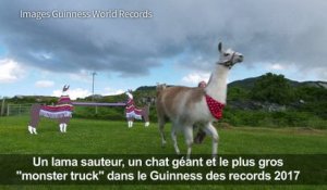 Un lama sauteur et un chat géant dans Guinness des records 2017