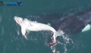 Un rare baleineau blanc filmé par un drone