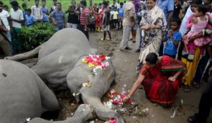 Inde: deux éléphantes électrocutées dans une plantation de thé