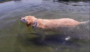 Ce chien fait du sur place en nageant... Il est pas arrivé