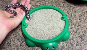 Un boa des sables s'amuse dans un bac à sable !
